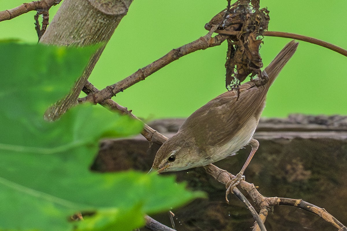 Blyth's Reed Warbler - ML640896957