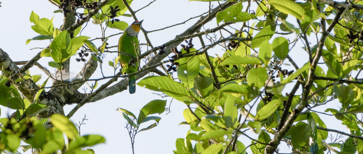 Golden-throated Barbet - ML640896988