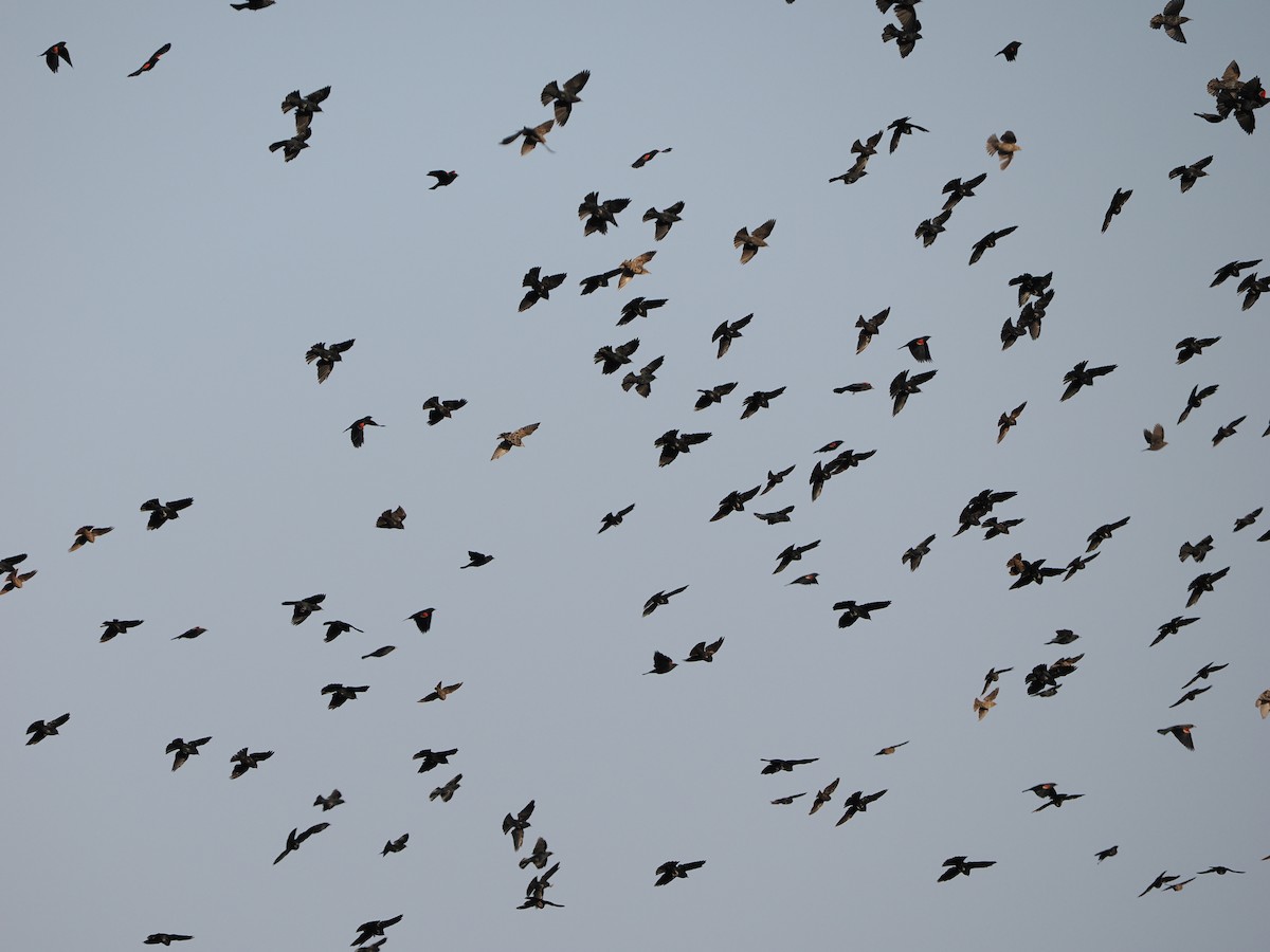Icteridae sp. - ML640896989