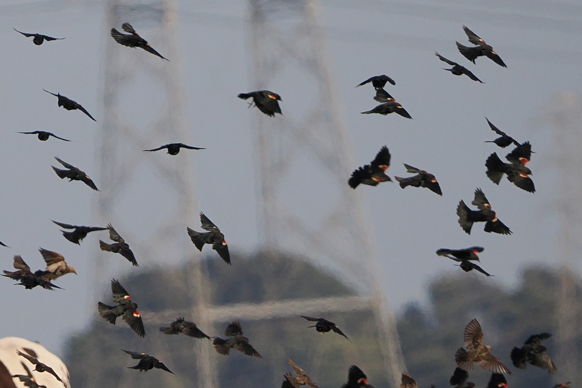 Tricolored Blackbird - ML640897054