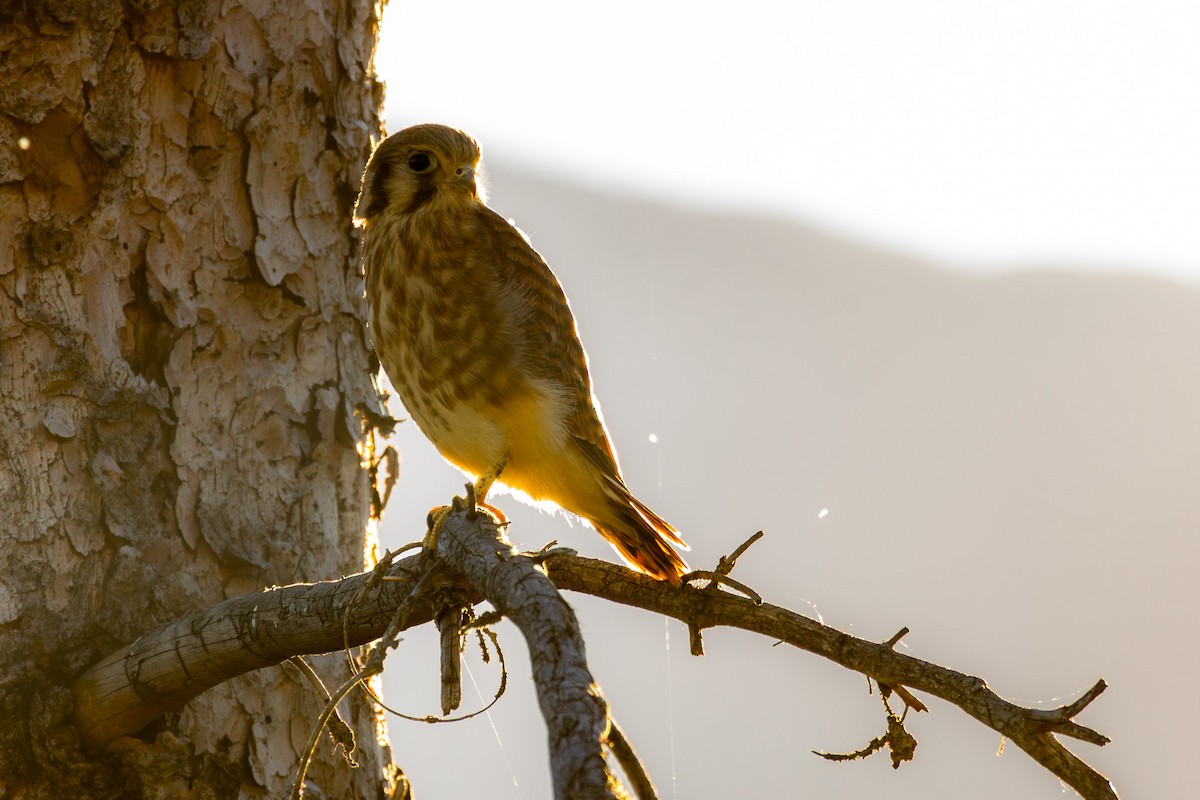 American Kestrel - ML640897115
