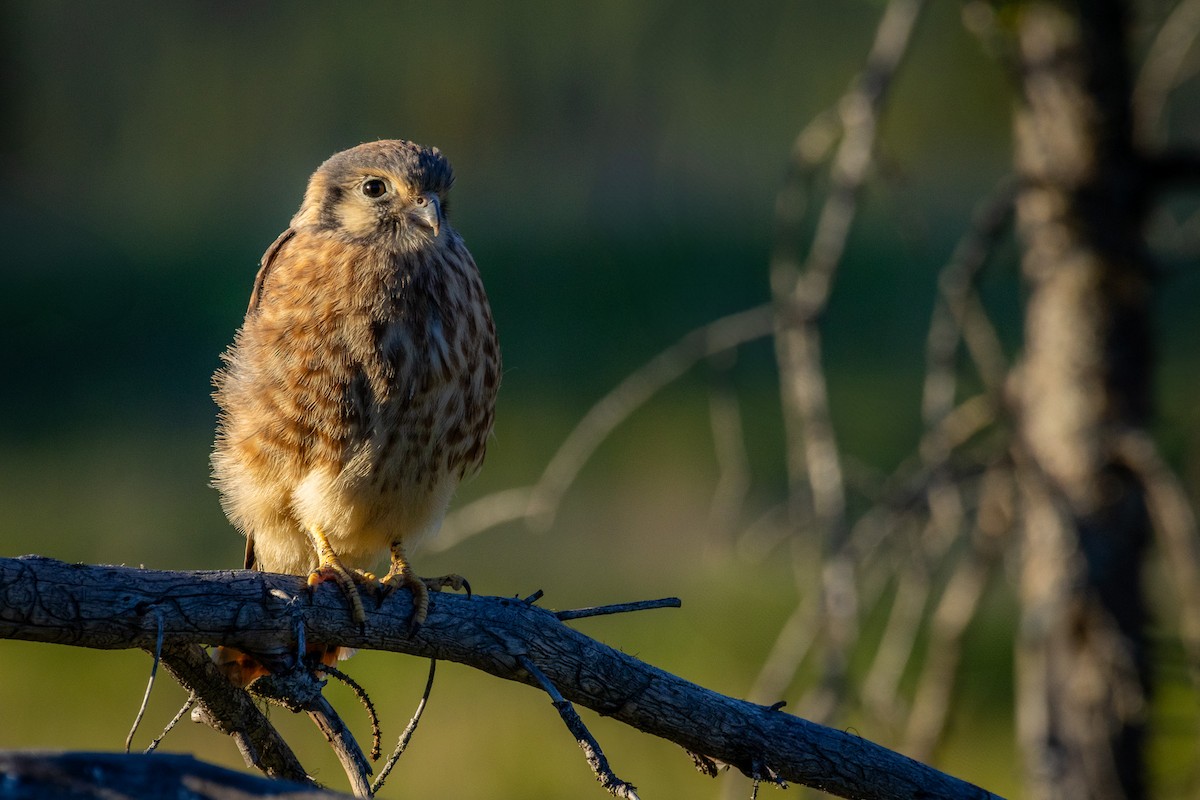 American Kestrel - ML640897116