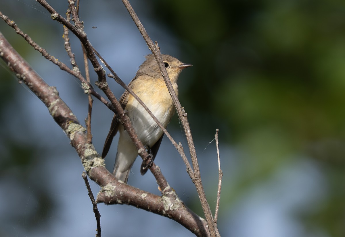 Red-breasted Flycatcher - ML640897119