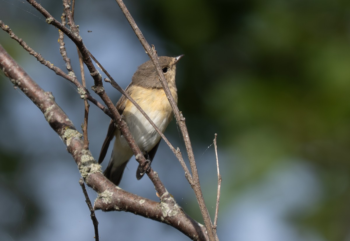 Red-breasted Flycatcher - ML640897120