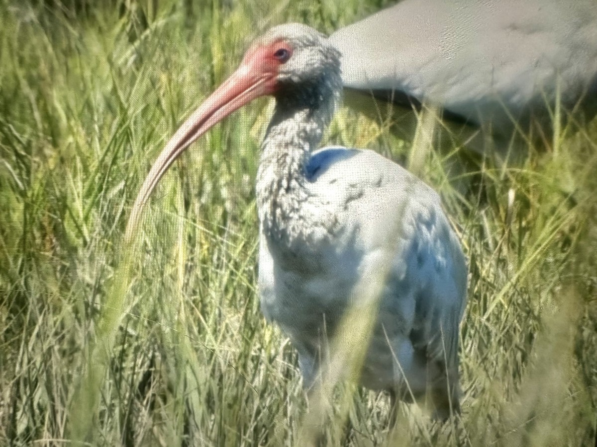 Ibis blanc - ML640897237