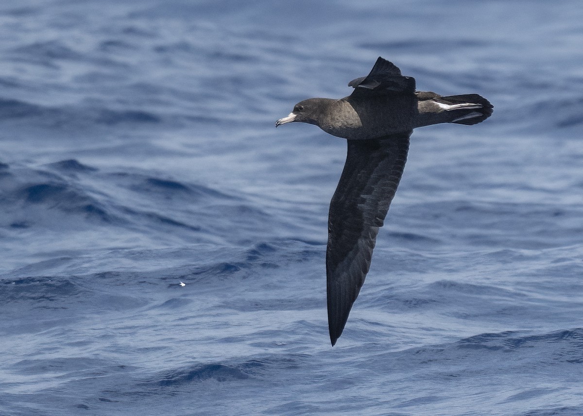 Puffin à pieds pâles - ML640897249