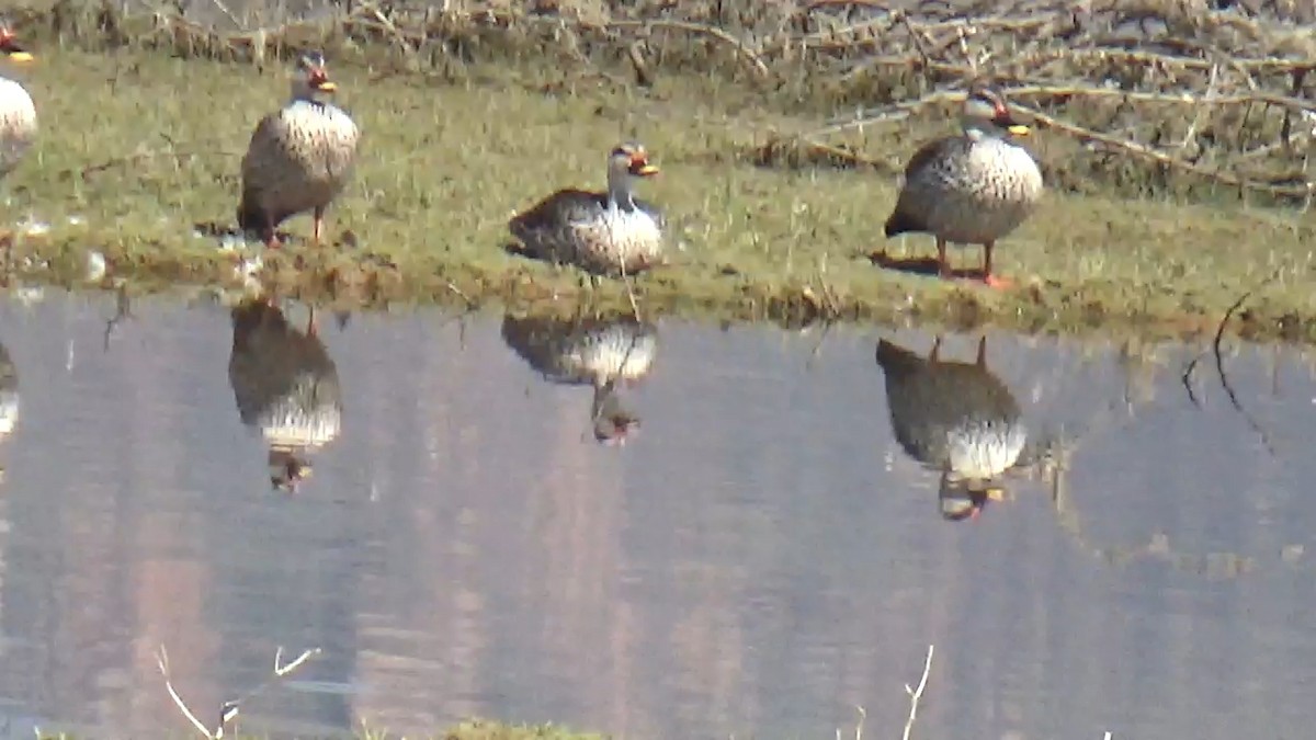 Canard à bec tacheté - ML640897257