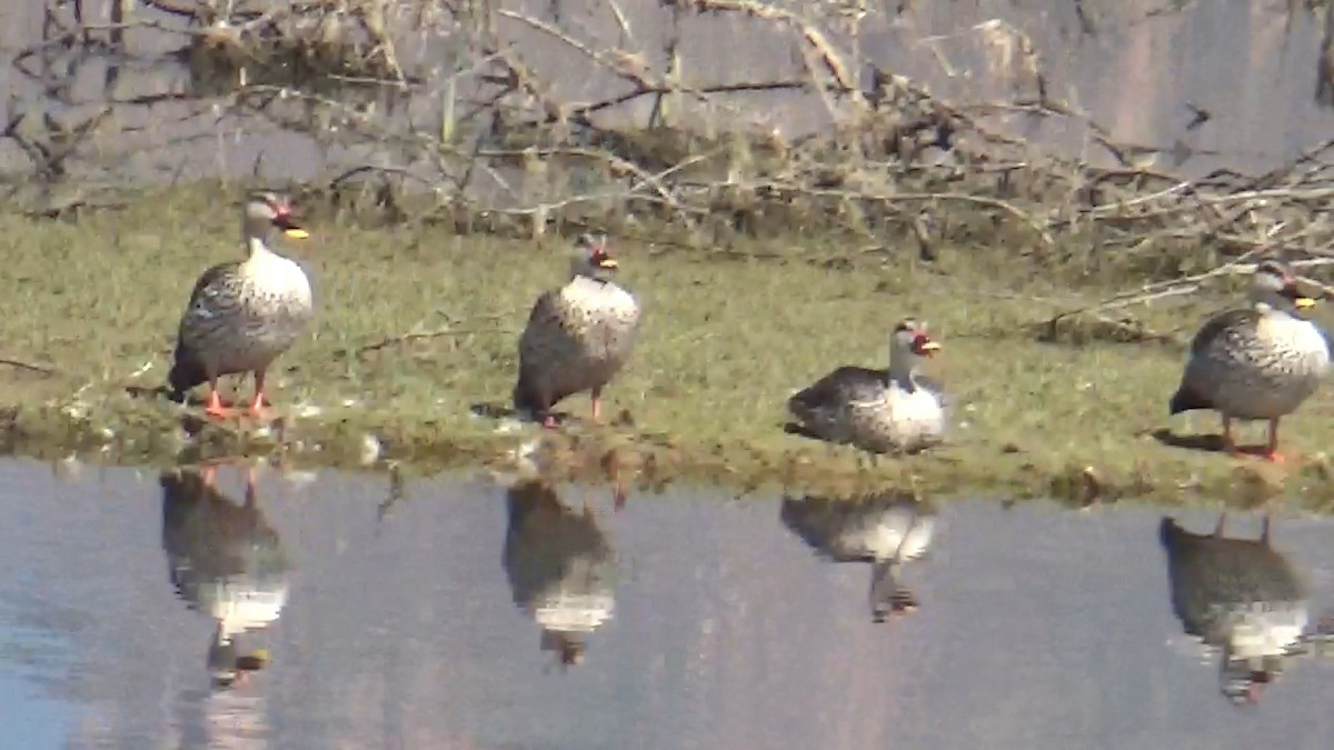 Canard à bec tacheté - ML640897258