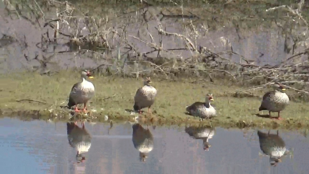 Canard à bec tacheté - ML640897259