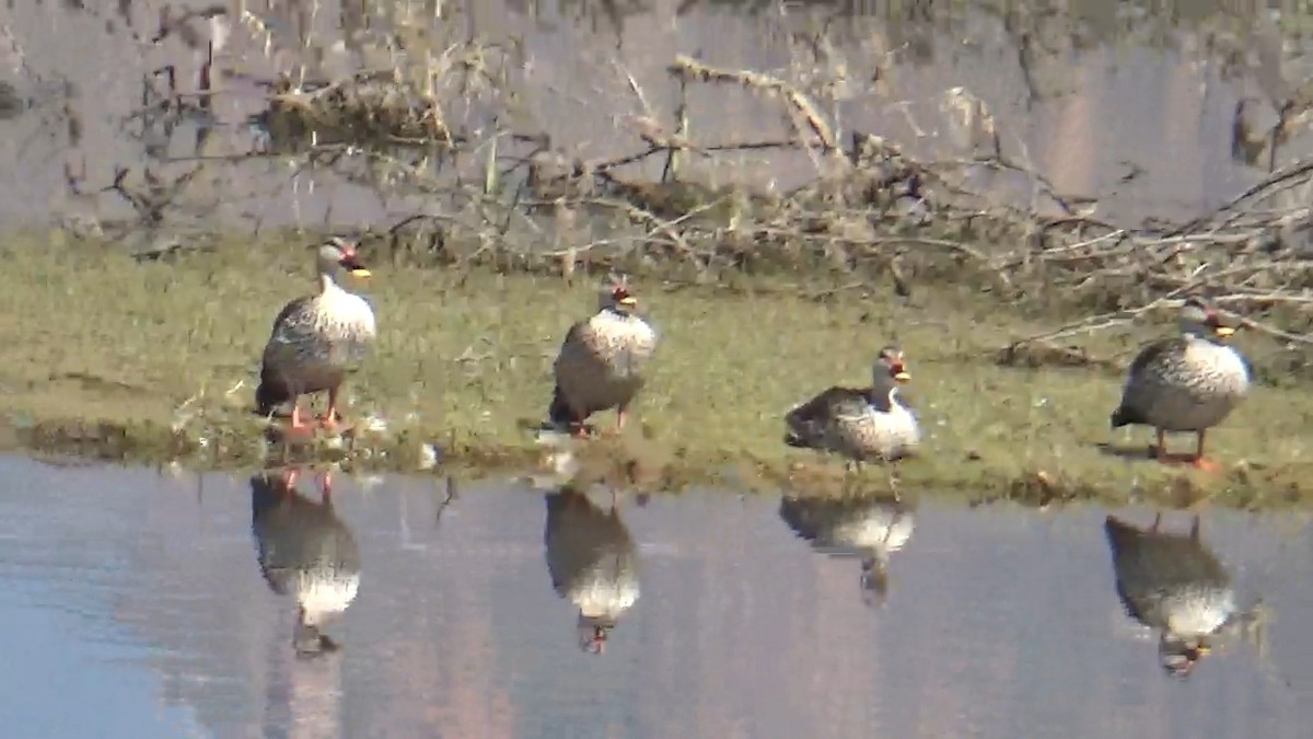 Canard à bec tacheté - ML640897260