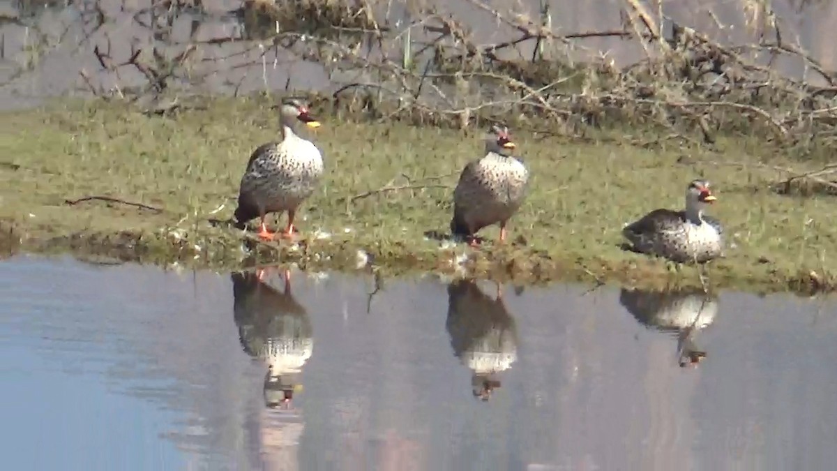 Canard à bec tacheté - ML640897261