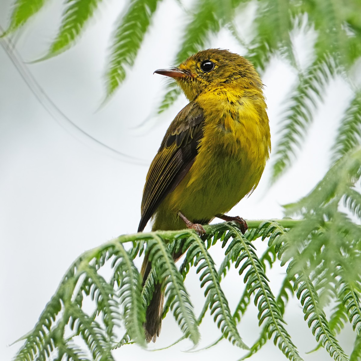 Citrine Canary-Flycatcher - ML640897267