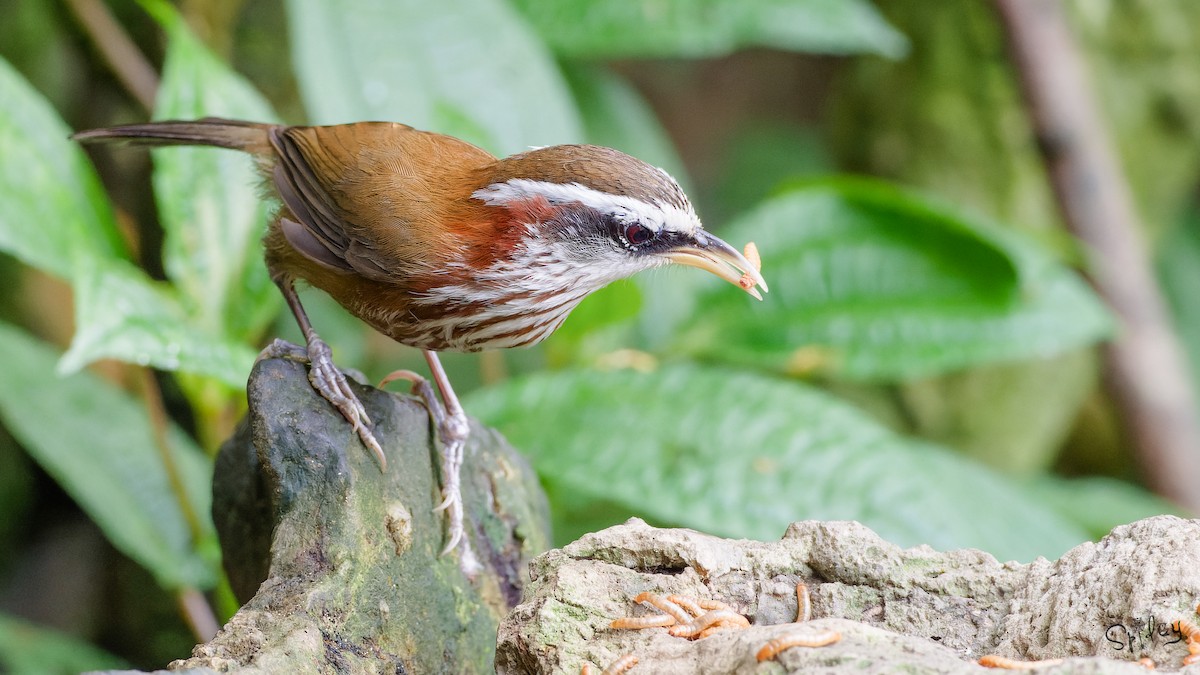 Streak-breasted Scimitar-Babbler - ML640897285