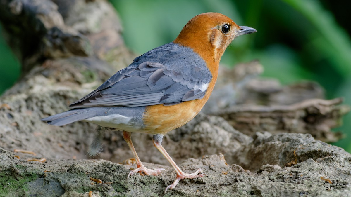 Orange-headed Thrush - ML640897306