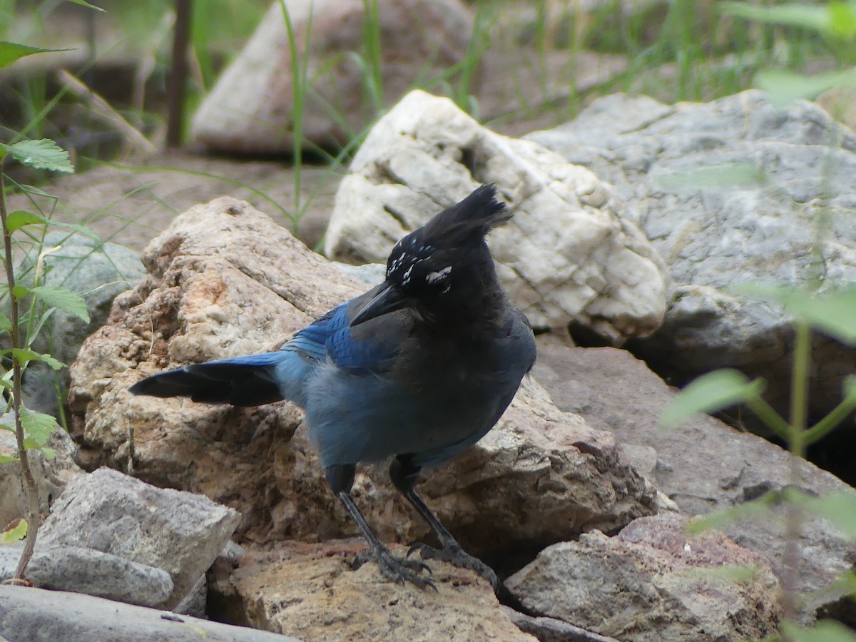 Steller's Jay - ML640897308