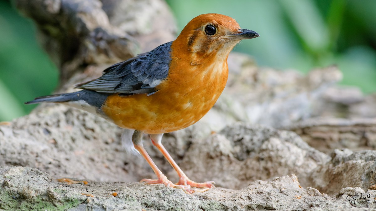 Orange-headed Thrush - ML640897309