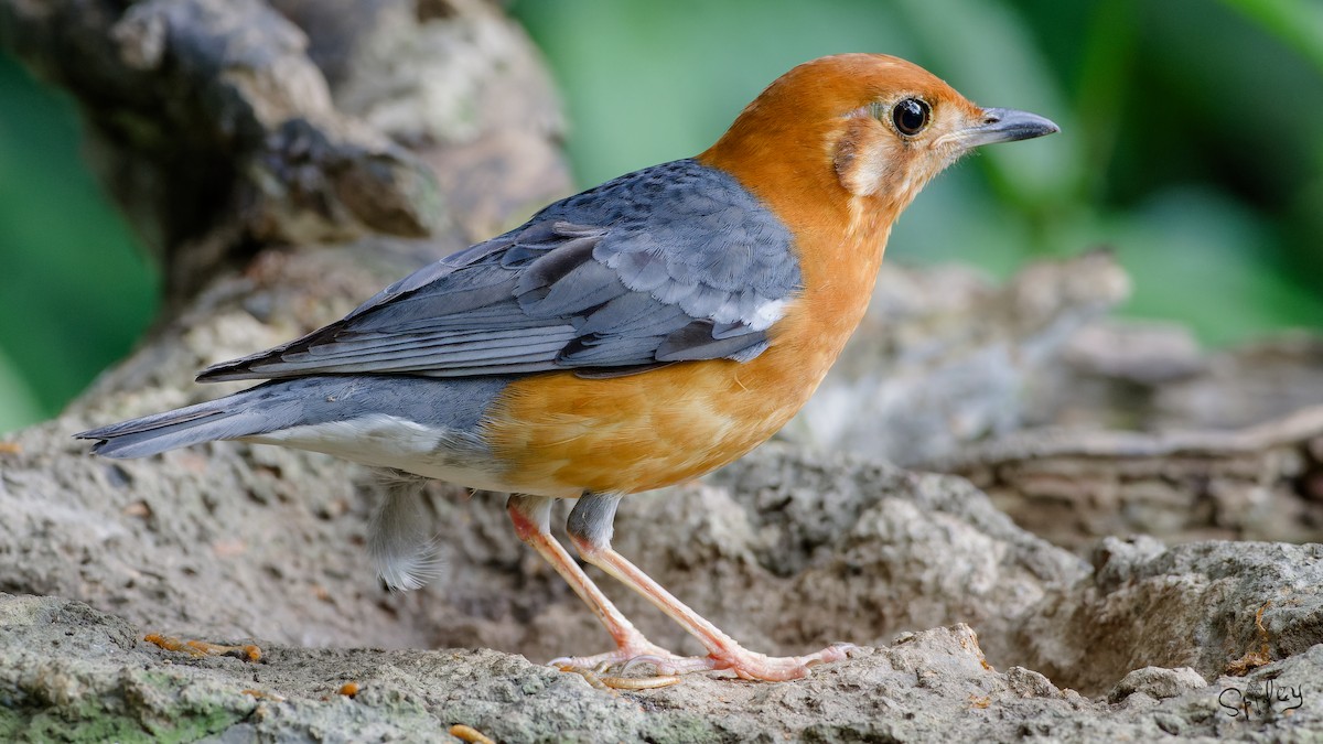 Orange-headed Thrush - ML640897310