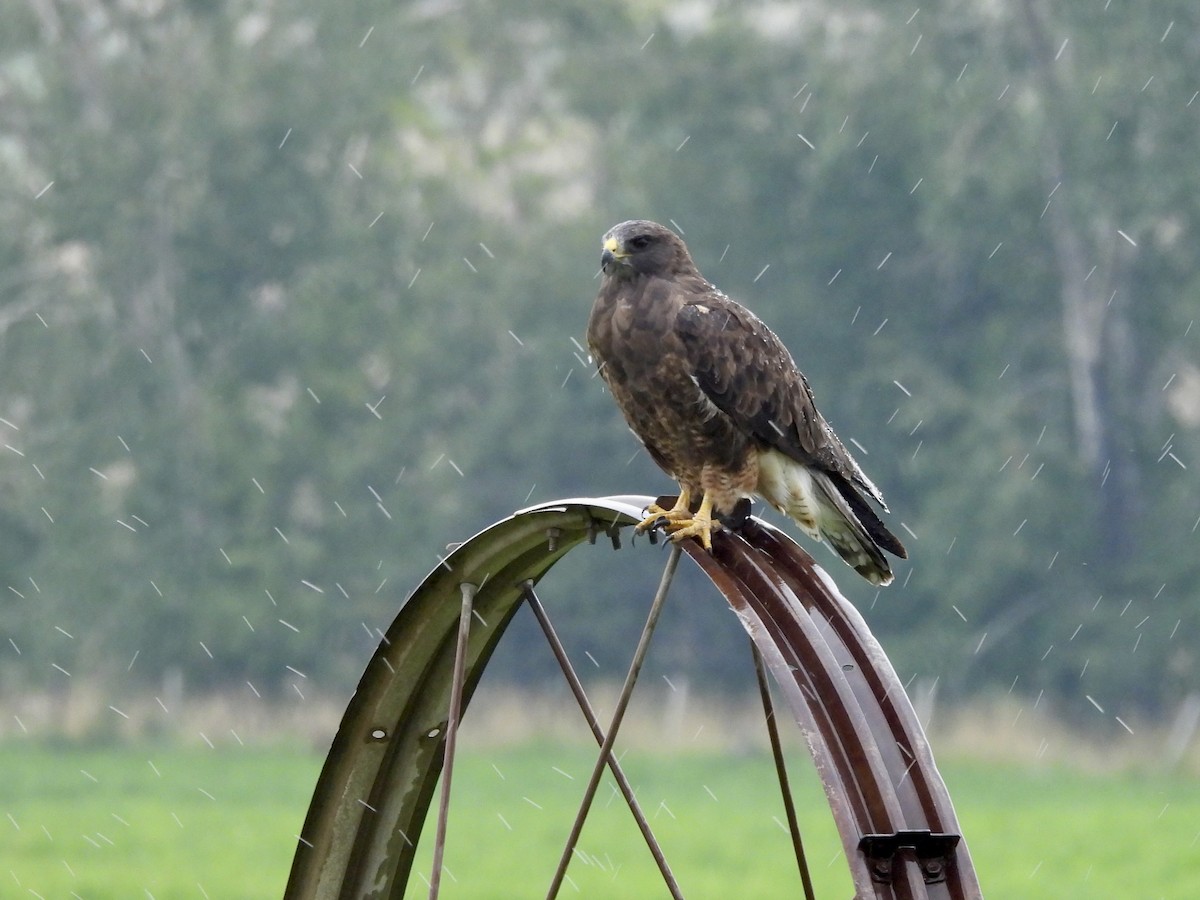 káně bělohrdlá - ML640897349