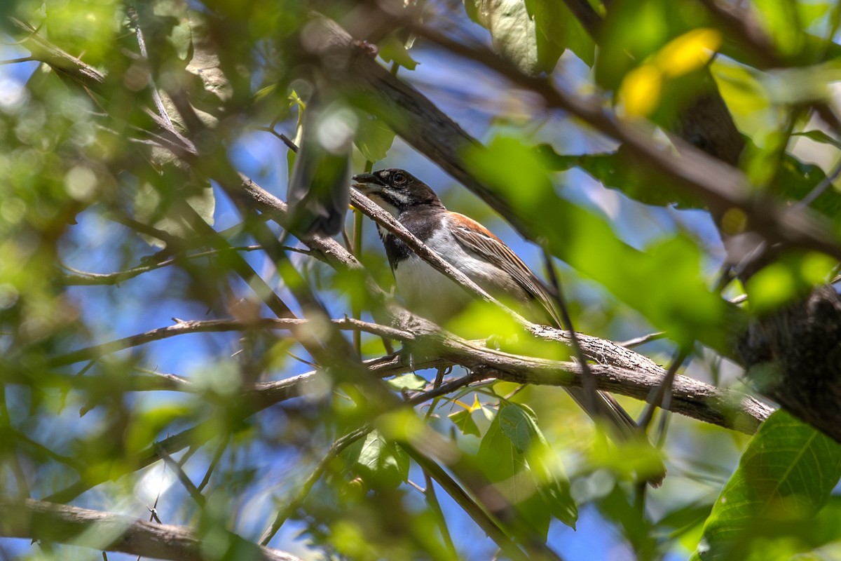 Black-chested Sparrow - ML640897377