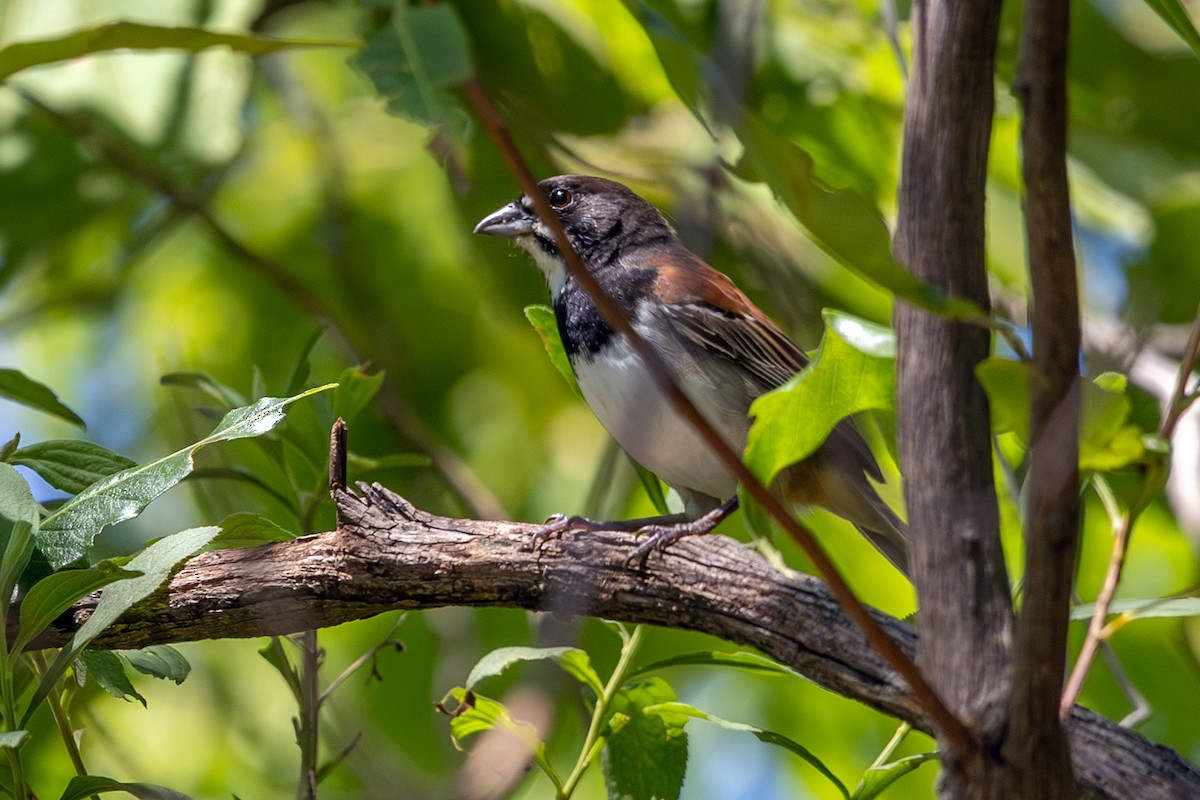 Black-chested Sparrow - ML640897378