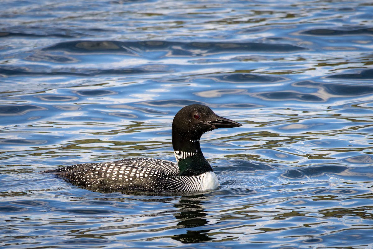 Common Loon - ML640897551