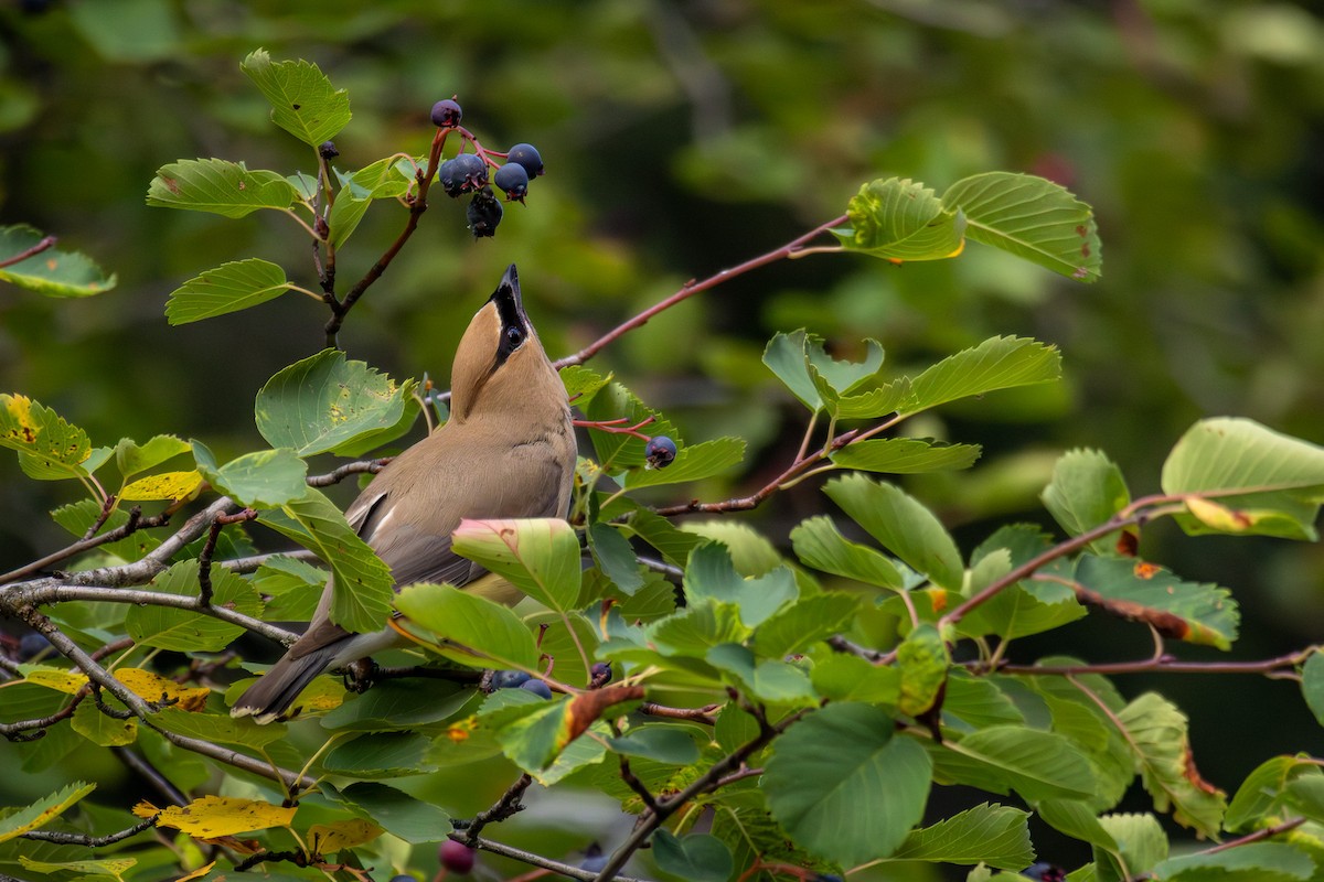 Cedar Waxwing - ML640897593