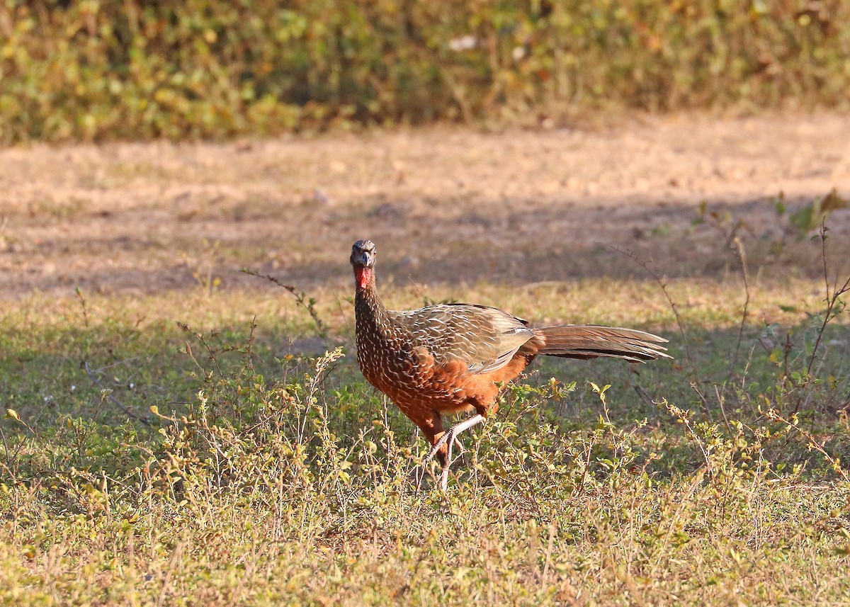 Kızıl Karınlı Guan - ML640897615