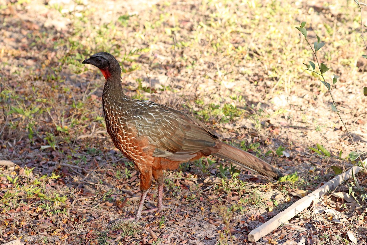 Kızıl Karınlı Guan - ML640897616