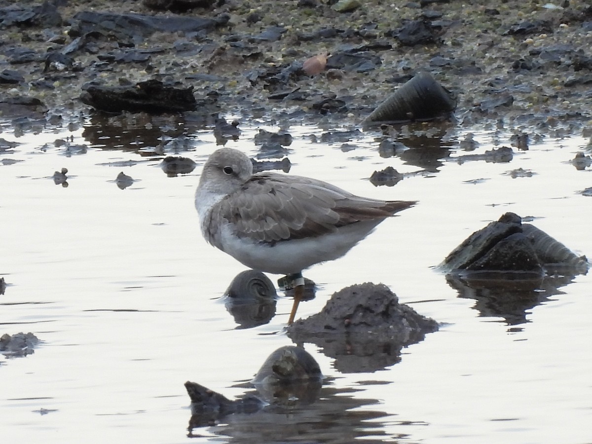 Terek Sandpiper - ML640897663