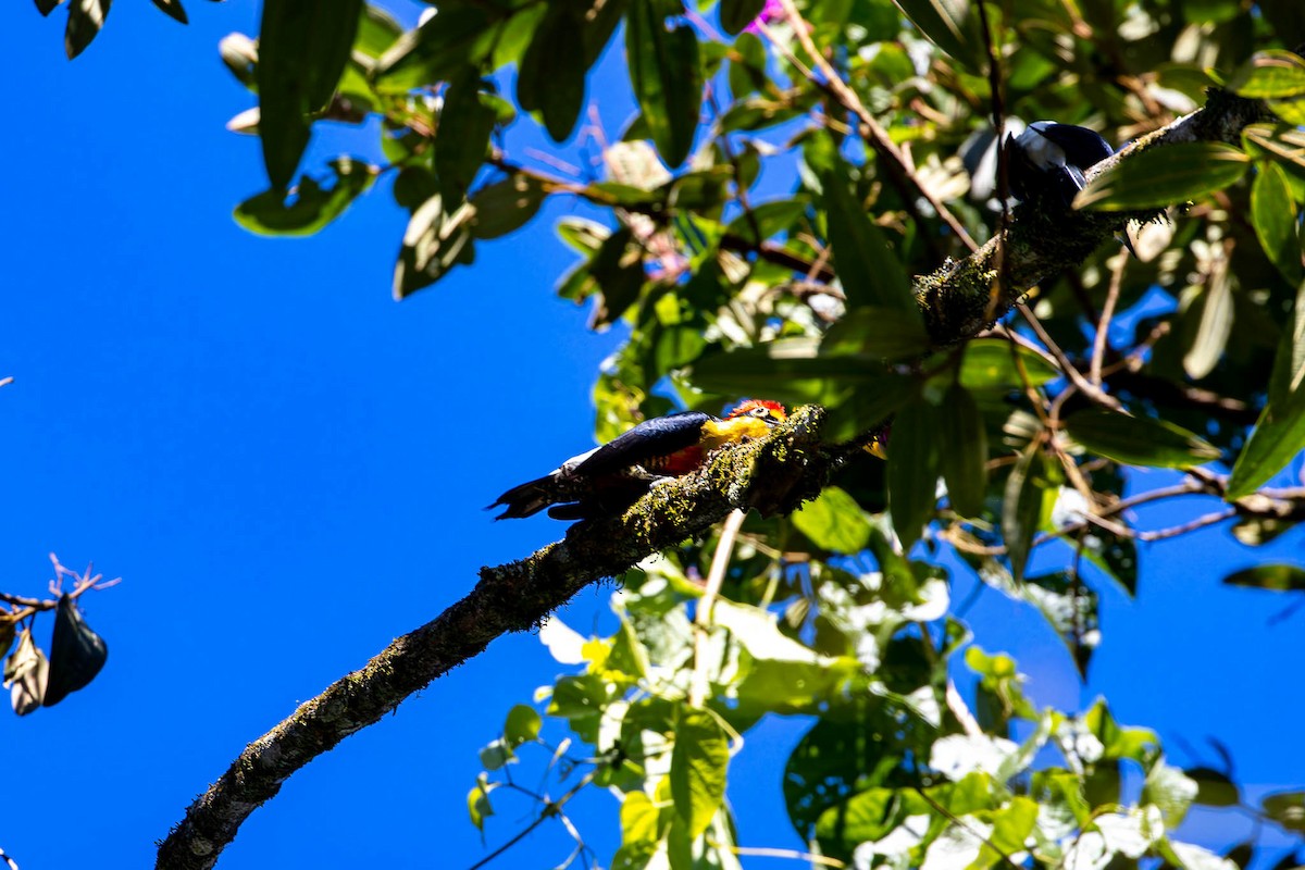 Yellow-fronted Woodpecker - ML640897669