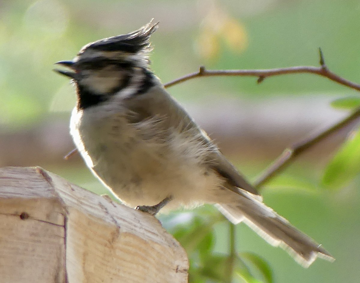 Bridled Titmouse - ML640897700