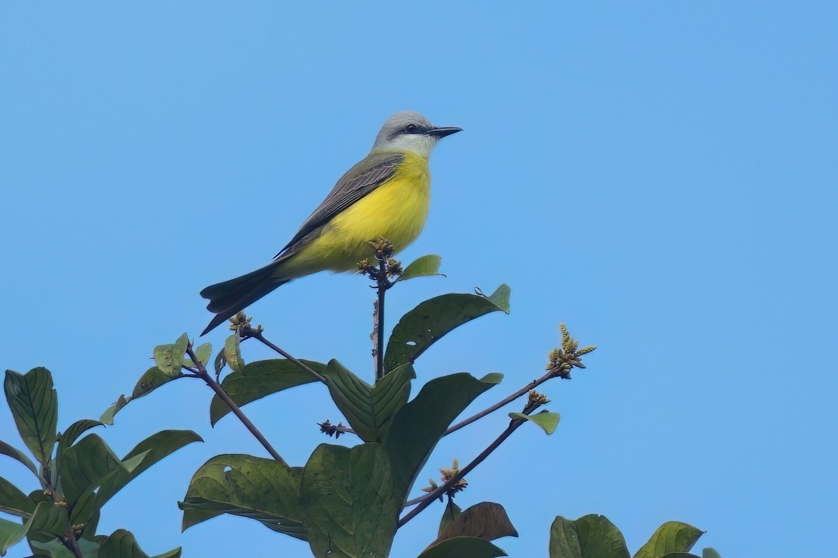 White-throated Kingbird - ML640897737