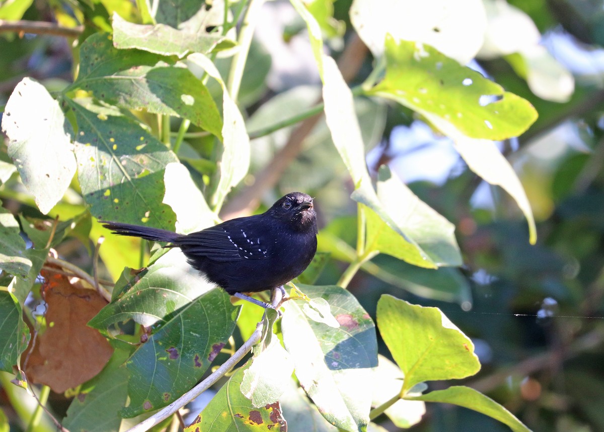 Mato Grosso Antbird - ML640897781