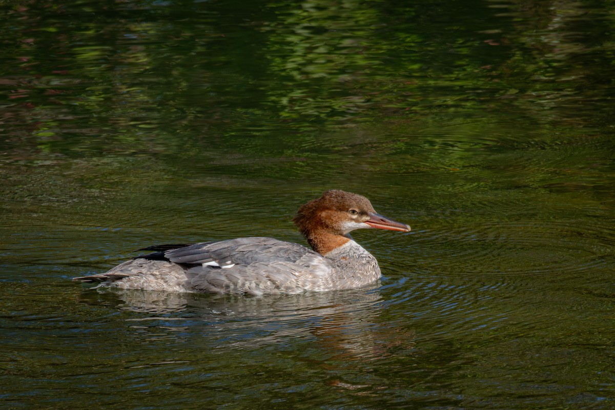 Common Merganser - ML640897850