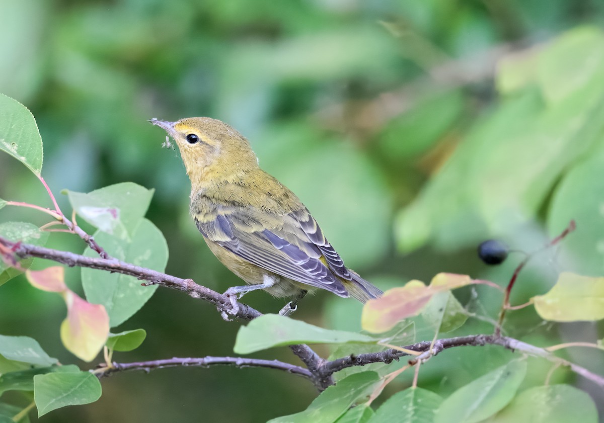 Tennessee Warbler - ML640897871
