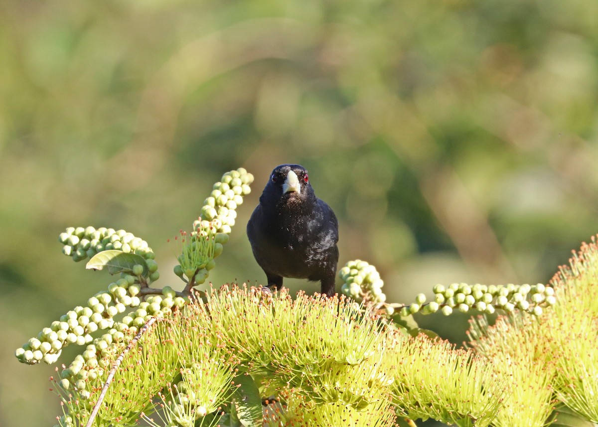 Solitary Black Cacique - ML640897886