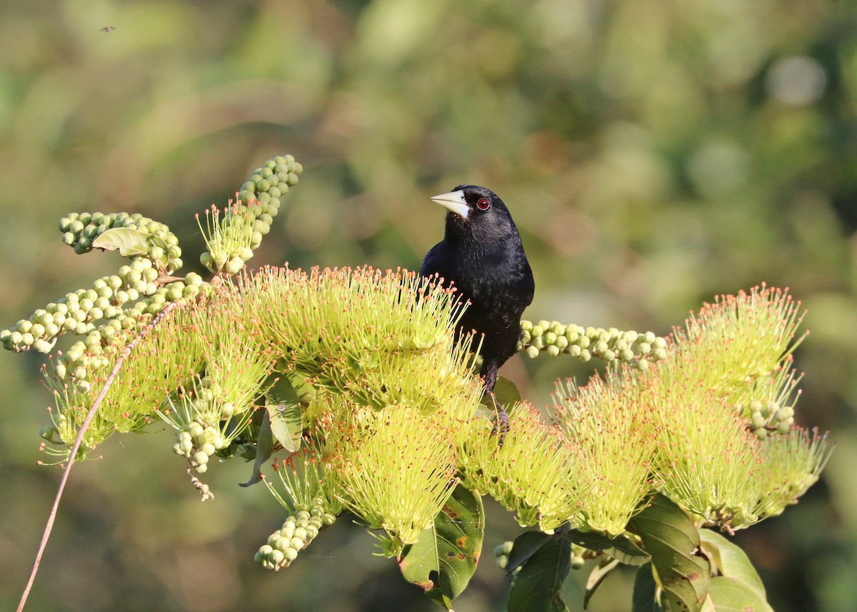 Solitary Black Cacique - ML640897887