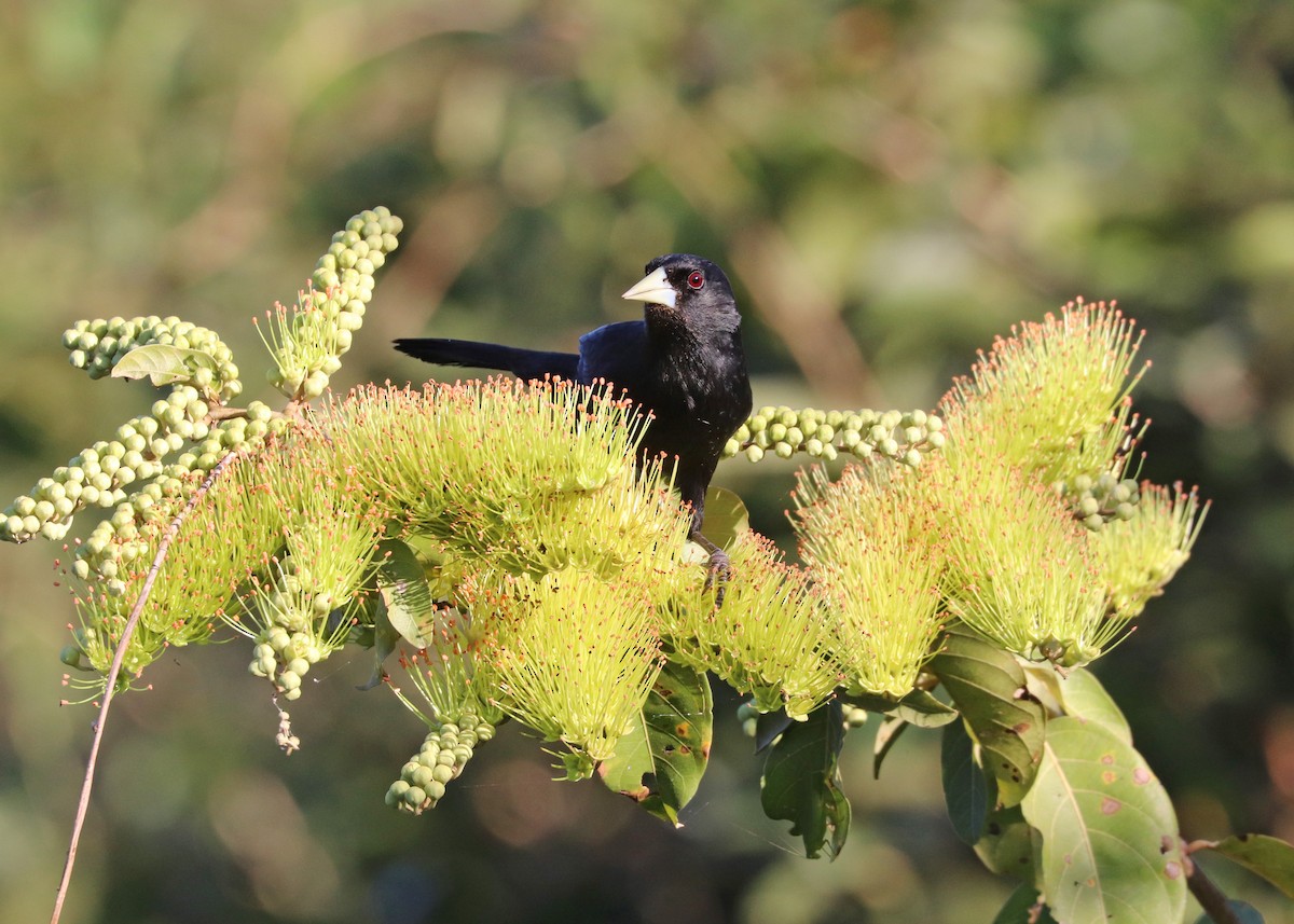 Solitary Black Cacique - ML640897888