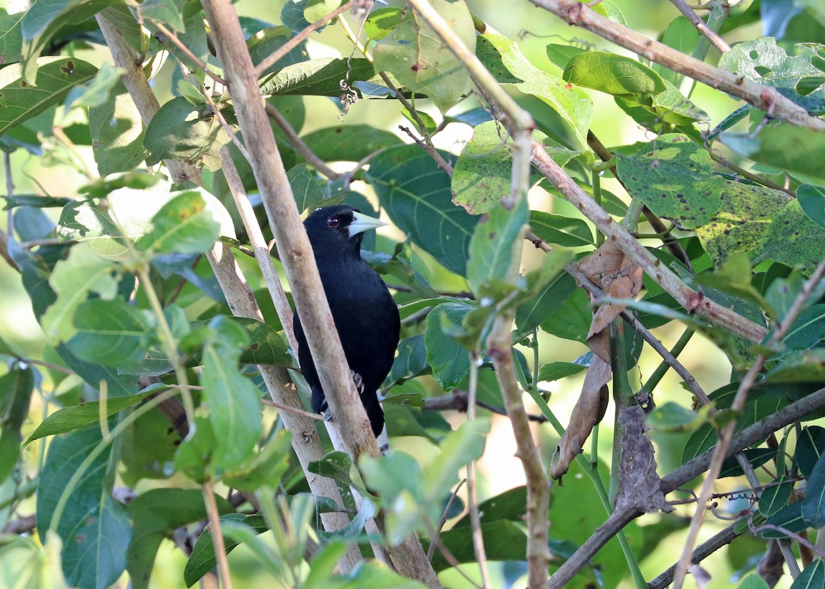 Solitary Black Cacique - ML640897889