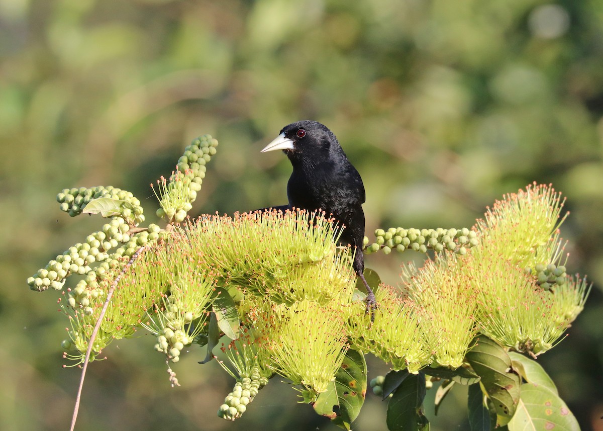 Solitary Black Cacique - ML640897891
