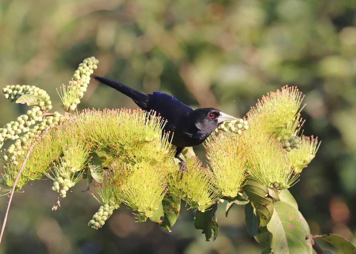 Solitary Black Cacique - ML640897892