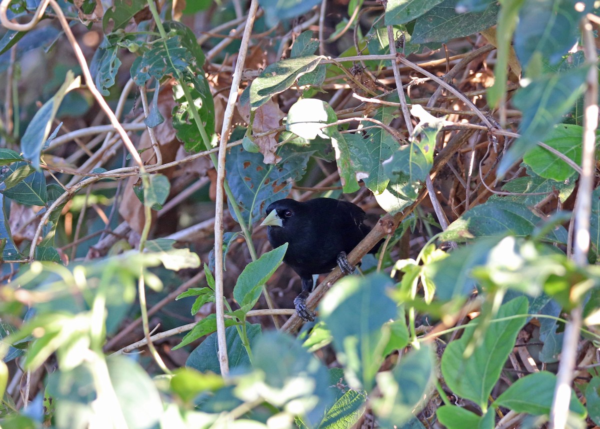 Solitary Black Cacique - ML640897894
