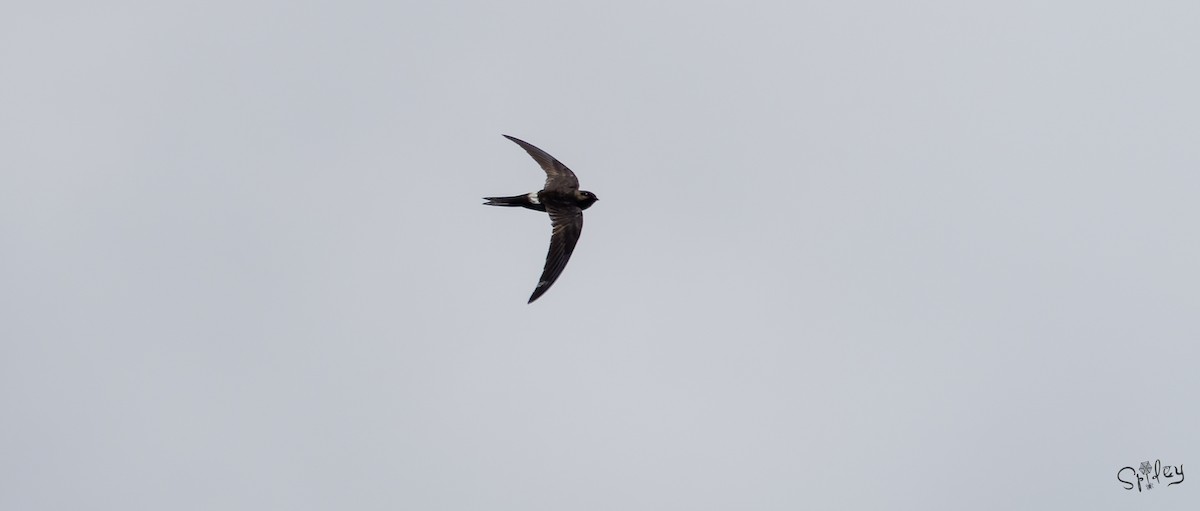 Pacific/Cook's Swift - ML640897908