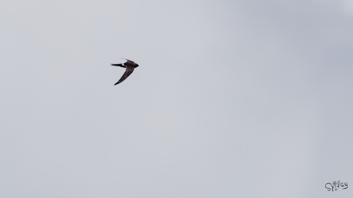 Pacific/Cook's Swift - ML640897912