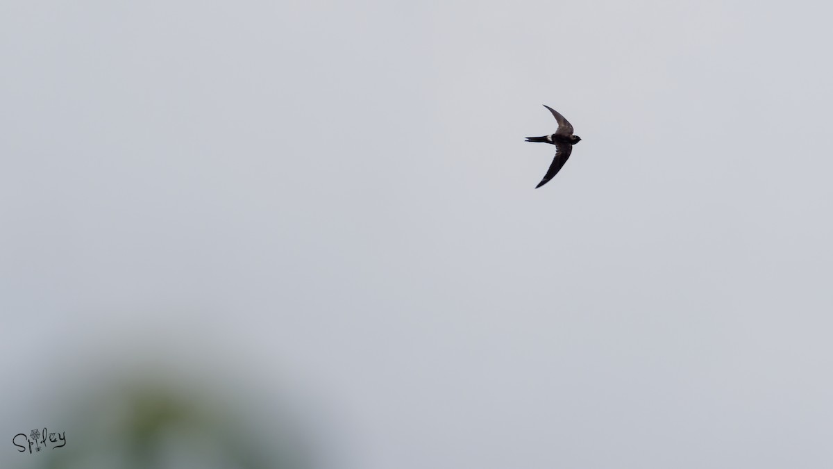 Pacific/Cook's Swift - ML640897913