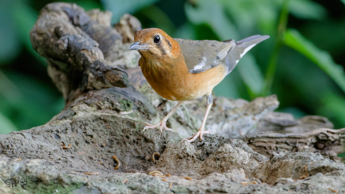 Orange-headed Thrush - ML640897926