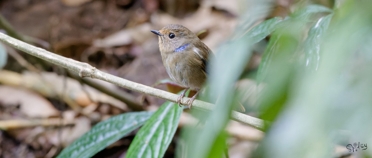 Small Niltava - ML640897933
