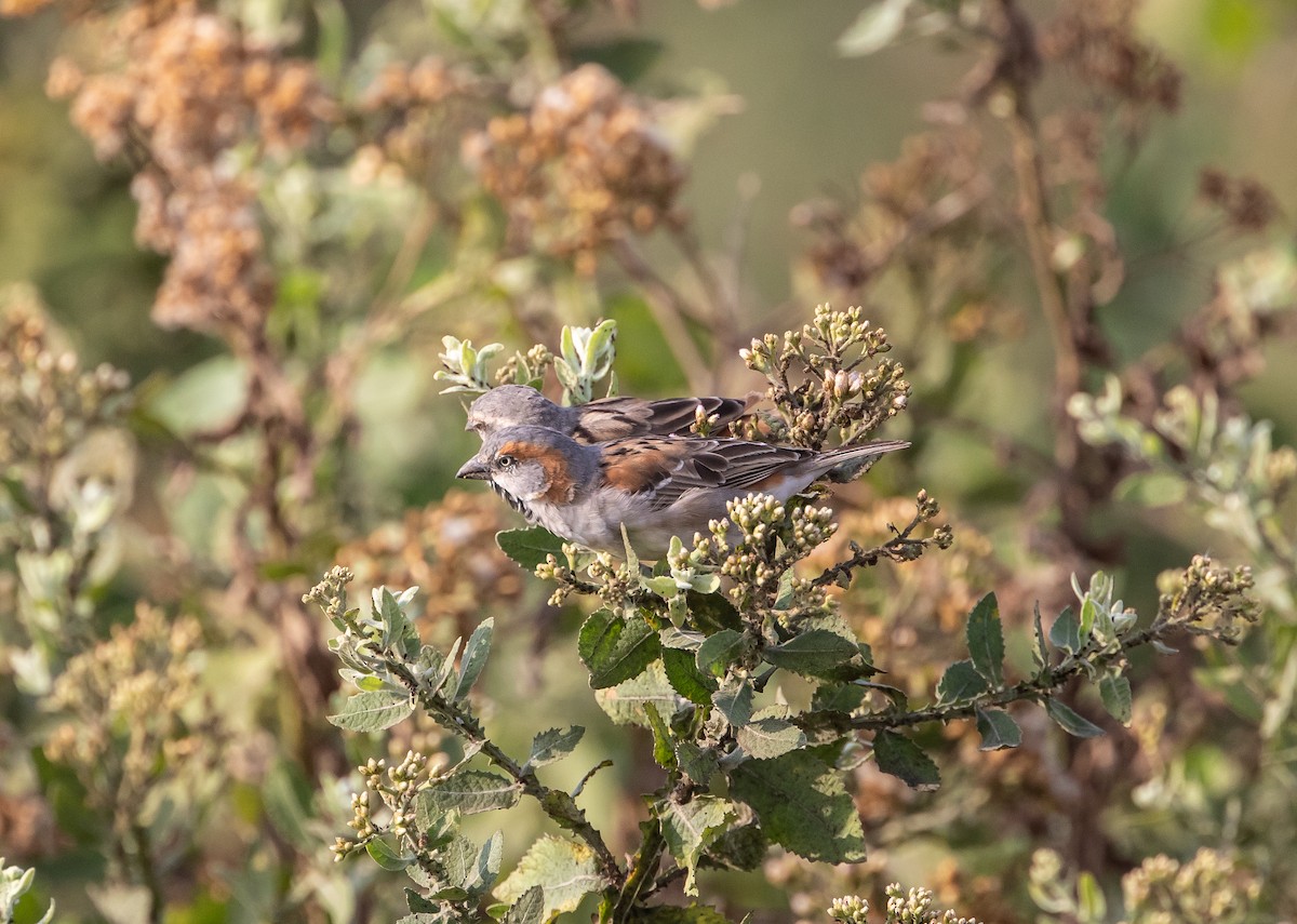 Kenya Rufous Sparrow - ML640897961