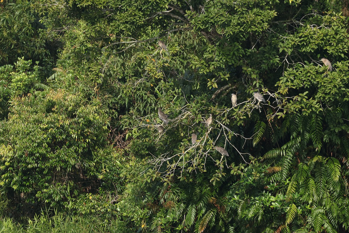 Black-crowned Night Heron - ML640898016