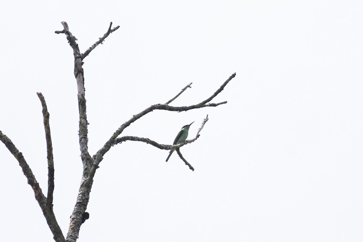 Blue-throated Bee-eater - ML640898019